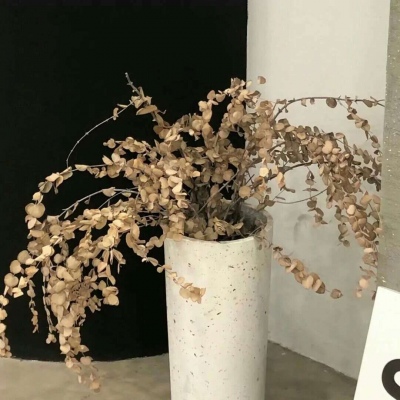 兽设创意设计灵感兽圈社群